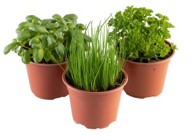 Fesleğen maydanozu kabın içinde.