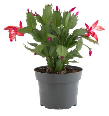 saksıdaki çiçekler kırpma yolu ile izole edilmiş beyaz arkaplanı keser