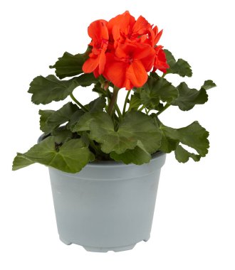 saksıdaki çiçekler kırpma yolu ile izole edilmiş beyaz arkaplanı keser