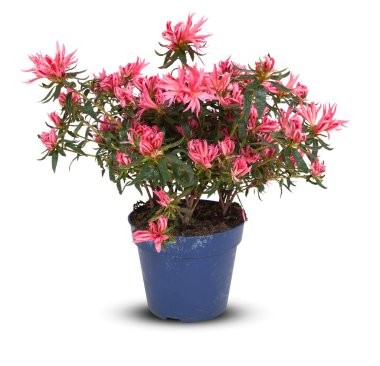 Saksı bitkisindeki çiçekler kırpma yolu ile izole edilmiş beyaz arkaplanı keserler