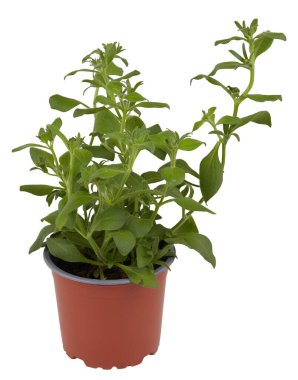 Bahçe çanağındaki batılı otlar kesme yolu ile izole edilmiş beyaz arka plan