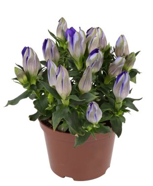 Henüz çiçek açmamış bir buket çiçek, bir tencerede küçük yapraklar, bahçeyi süslemek izole edilmiş beyaz arkaplanı kırpma yolu ile süslemek