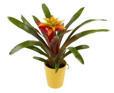 Turuncu Guzman ananas bitkisi bir saksıda çiçek açıyor izole edilmiş beyaz arkaplan kesme yolu ile