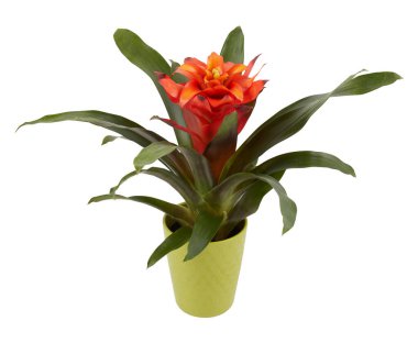 Kırmızı Guzman ananas bitkisi bir saksıda çiçek açıyor izole edilmiş beyaz arkaplan kesme yolu ile