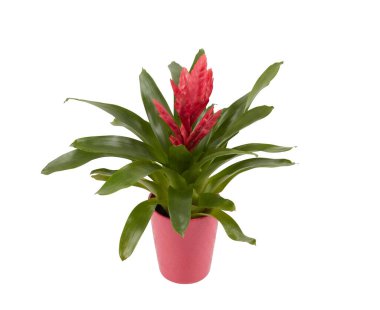 Tencerede tomurcukları olan pembe Guzman ananas bitkisi kesme yolu ile izole edilmiş beyaz arkaplan