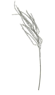 Noel küçük yaprak dalı kesme yolu ile izole beyaz arkaplan