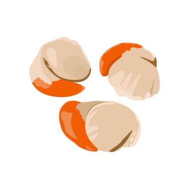 Taze Tazmanya deniz tarağı diyet ve mutfak için gıda proteini. Düz vektör çizimi beyaz arkaplanda izole edildi