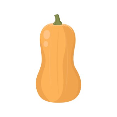 Butternut Squash 'ın düz vektörü beyaz arka planda izole edilmiş. Düz illüstrasyon grafik simgesi