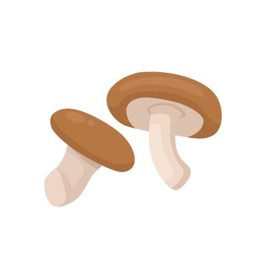 Flat vector of Shiitake mushroom isolated on white background. Flat illustration graphic icon clipart