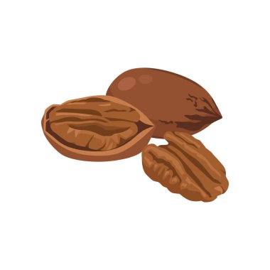 Pecans 'ın düz vektörü beyaz arkaplanda izole edilmiş. Düz illüstrasyon grafik simgesi