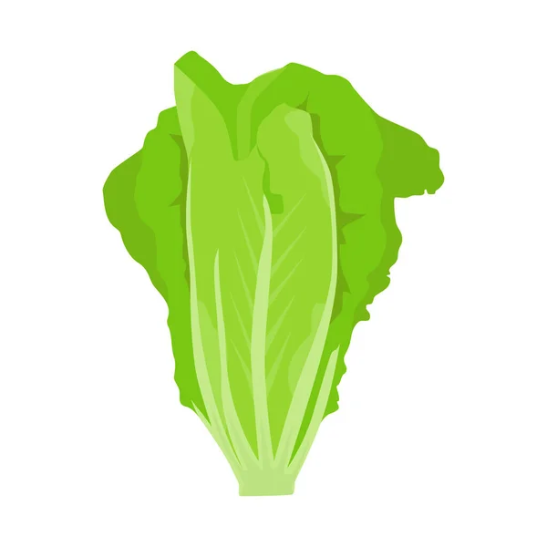 Vector Plano Lechuga Aislado Sobre Fondo Blanco Icono Gráfico Ilustración — Vector de stock