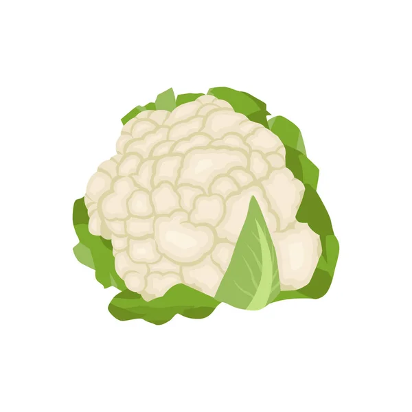 在白色背景下分离的花椰菜扁平载体 平面插图图形图标 — 图库矢量图片