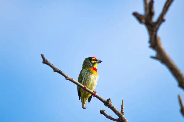 Představte Krásného Ptáka Usazeného Listnaté Větvi Stromu Pták Pestrobarevné Peří — Stock fotografie