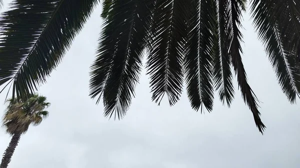 Изображение Пальмовых Ветвей Фонового Изображения Sky Palm — стоковое фото