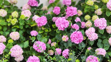 Yeşil yapraklı renkli ortanca çiçeklerinin görüntüsü. arkaplan fotoğrafı.