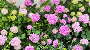 Yeşil yapraklı renkli ortanca çiçeklerinin görüntüsü. arkaplan fotoğrafı.