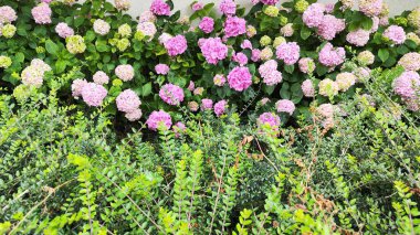 Yeşil yapraklı renkli ortanca çiçeklerinin görüntüsü. arkaplan fotoğrafı.
