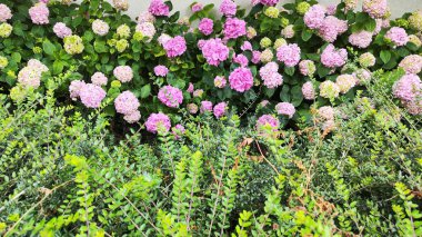 Yeşil yapraklı renkli ortanca çiçeklerinin görüntüsü. arkaplan fotoğrafı.