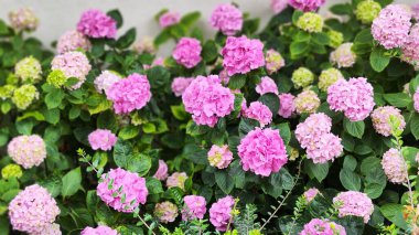 Yeşil yapraklı renkli ortanca çiçeklerinin görüntüsü. arkaplan fotoğrafı.