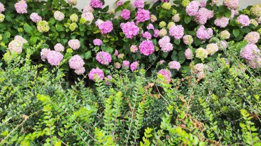 Yeşil yapraklı renkli ortanca çiçeklerinin görüntüsü. arkaplan fotoğrafı.