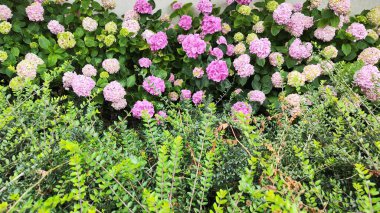 Yeşil yapraklı renkli ortanca çiçeklerinin görüntüsü. arkaplan fotoğrafı.