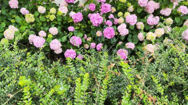Yeşil yapraklı renkli ortanca çiçeklerinin görüntüsü. arkaplan fotoğrafı.