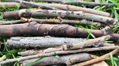 Ağaç dallarından arkaplan resmi.