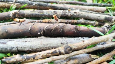 Ağaç dallarından arkaplan resmi.