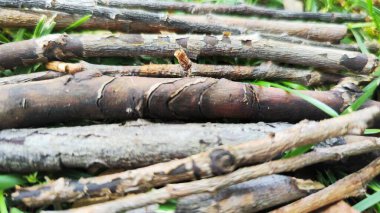 Ağaç dallarından arkaplan resmi.