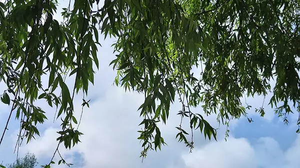 Изображение Ветвей Деревьев Голубым Небом Зелеными Листьями Фото Заднем Плане — стоковое фото