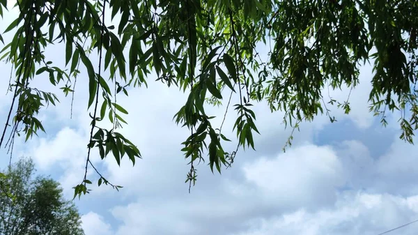 Imagem Galhos Árvore Com Céu Azul Folhas Verdes Foto Fundo — Fotografia de Stock