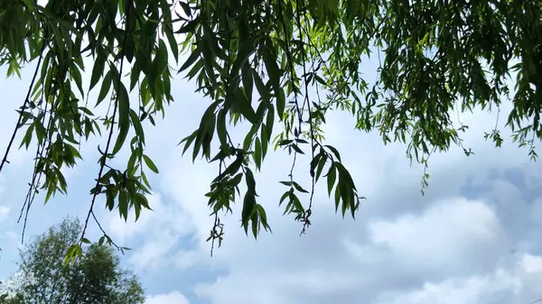 Изображение Ветвей Деревьев Голубым Небом Зелеными Листьями Фото Заднем Плане — стоковое фото