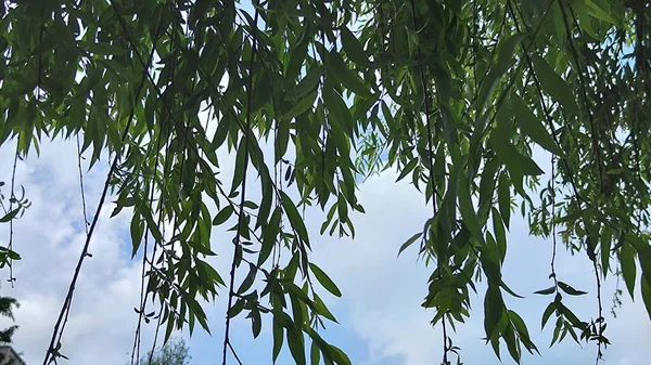 Bild Träd Grenar Med Blå Himmel Och Gröna Blad Bakgrund — Stockfoto
