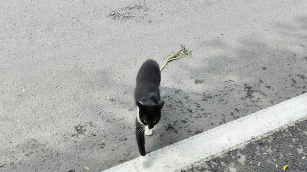 Şirin Siyah Beyaz Kedi Fotoğrafı — Stok fotoğraf