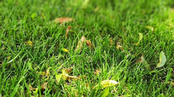 Grass Leaves Background Image Photo — Stock Photo, Image