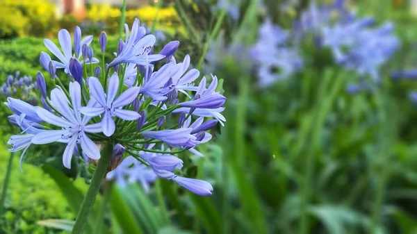 青いアフリカユリの花 アガパントゥス思いやりの花写真緑の葉を持つ青い花 — ストック写真