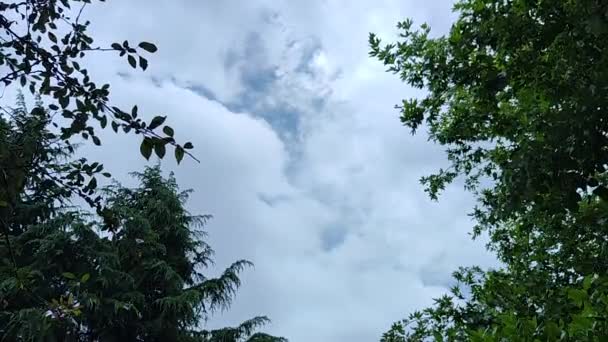 Animowane Wideo Drzew Kołyszącymi Się Gałęziami Chmurami Poruszającymi Się Niebie — Wideo stockowe
