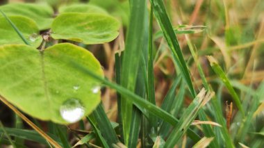 Yağmurda su damlacıkları olan yeşil yapraklar. Güzel arkaplan fotoğrafı.