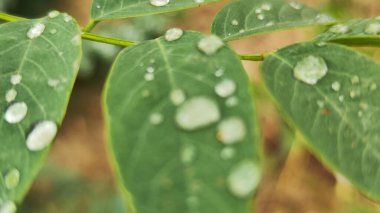 Yağmurda su damlacıkları olan yeşil yapraklar. Güzel arkaplan fotoğrafı.