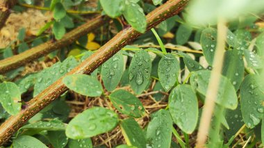 Yağmurda su damlacıkları olan yeşil yapraklar. Güzel arkaplan fotoğrafı.