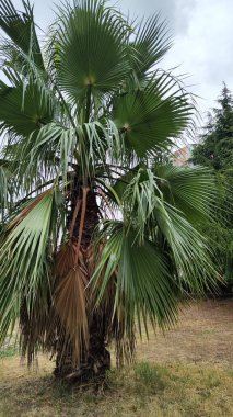 Yeşil yapraklı harika palmiye ağaçları. Mavi gökyüzü görüntüsü. Güzel arkaplan fotoğrafı.