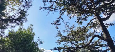 Yeşil ve sarı yapraklı ağaçlar. Gök mavisi. Güzel fotoğraf arkaplanı.