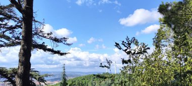 Yeşil ve sarı yapraklı ağaçlar. Gök mavisi. Güzel fotoğraf arkaplanı.