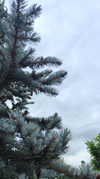 Голубая Ель Ветви Листья Голубое Небо Красивое Фото — стоковое фото