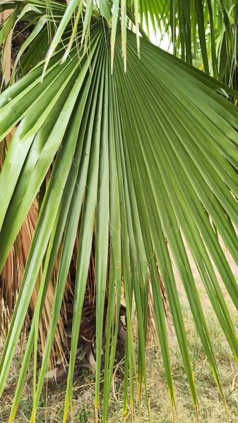 Magnifiques Palmiers Aux Feuilles Vertes Image Ciel Bleu Belle Photo — Photo