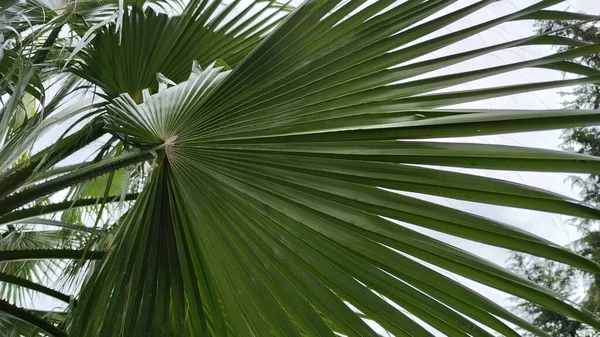 Wonderful Palm Trees Green Leaves Blue Sky Image Beautiful Background — Stock Photo, Image