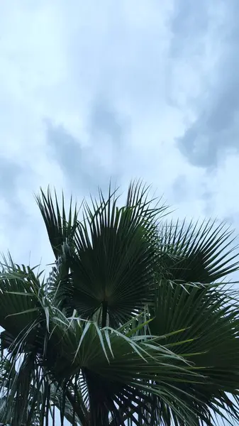Wunderbare Palmen Mit Grünen Blättern Blauer Himmel Bild Schönes Hintergrundfoto — Stockfoto