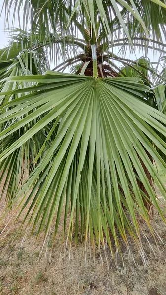 Prachtige Palmbomen Met Groene Bladeren Blauw Hemelbeeld Mooie Achtergrond Foto — Stockfoto