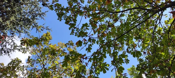 Деревья Зелеными Желтыми Листьями Лазурное Небо Красивый Фон — стоковое фото