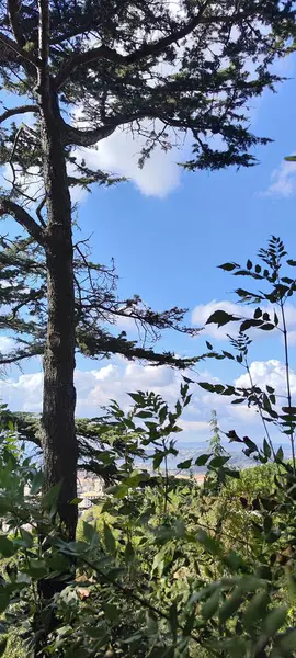 Träd Med Gröna Och Gula Blad Azurblå Himmel Bild Vacker — Stockfoto